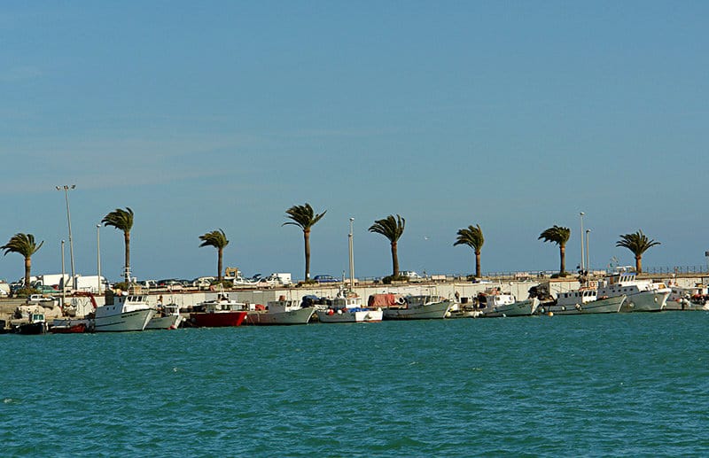 Palmen im Wind neben einem Hafen in Imperia