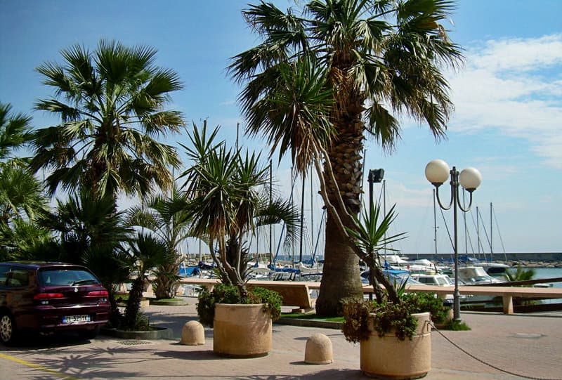 Palmen in der N&auml;he des Hafens von San Bartolomeo al Mare