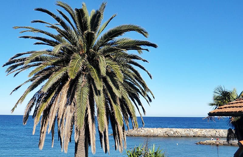 Eine Palme neben dem Meer in San Lorenzo al Mare