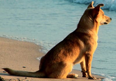 Der Hund in Hundefreundliche Strand in Ligurien