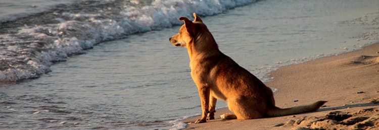 Entspannen Sie mit Ihrem Hund an dem Strand in Ligurien