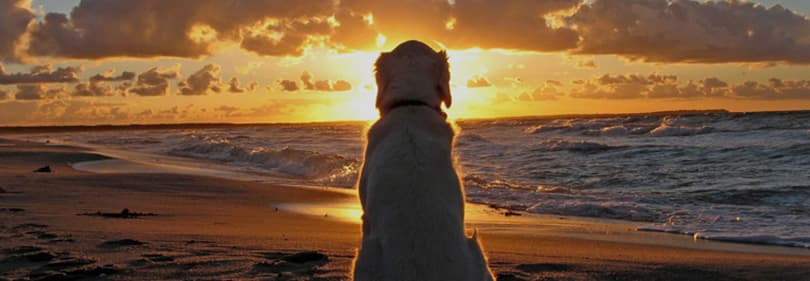 Hund im Sonnenuntergang am Strand der italienischen Riviera