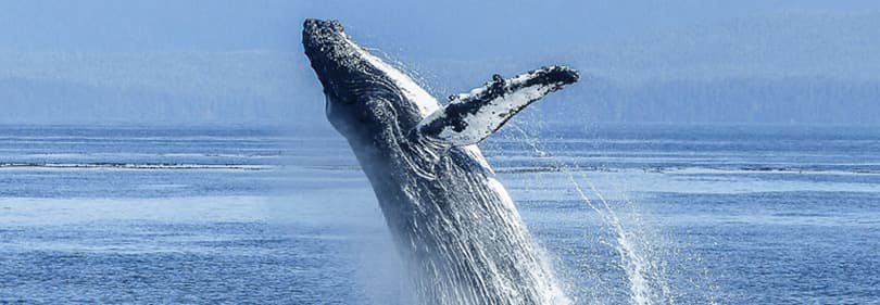 Wal vom Whale-Watch Boot aus