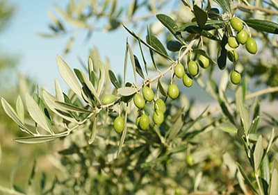 Olivenmühlen in Ligurien