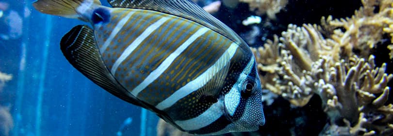 Eine schöne Fische im Aquarium von Genua in Ligurien