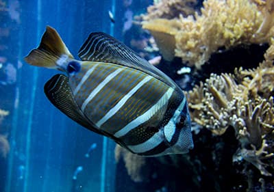 Das zweitgrößte Aquarium Europas in Genua ist einen Besuch wert
