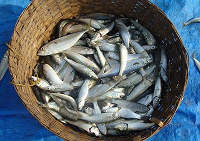 Filetti di Alici, kleine Sardinen frisch gefischt im Korb 