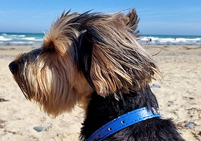 Ein Hund genießt die Sonne am Strand in Ligurien