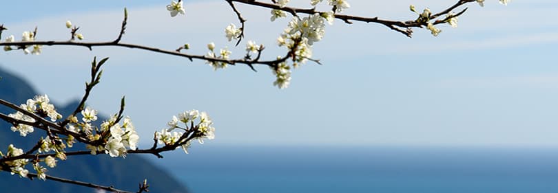 Frühling in Ligurien, Italien