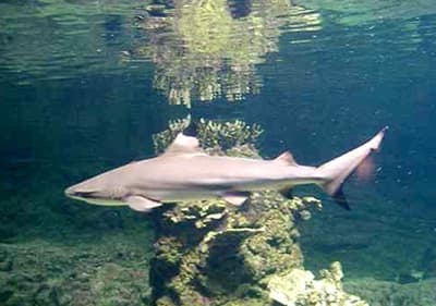 Ein kleiner Hai im Aquarium von Genua in Ligurien