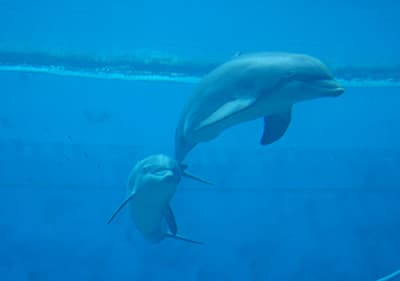 Delphine im Aquarium von Genua in Ligurien