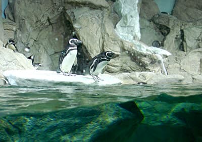 Pinguine im Aquarium von Genua in Ligurien