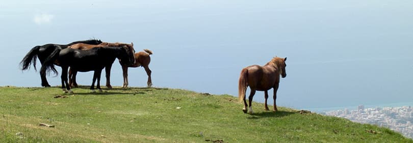 Pferde auf dem Hügel in Ligurien