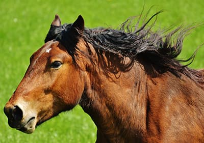 Schönes Pferd in Ligurien