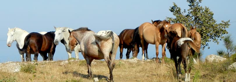 Pferde genießen die Natur