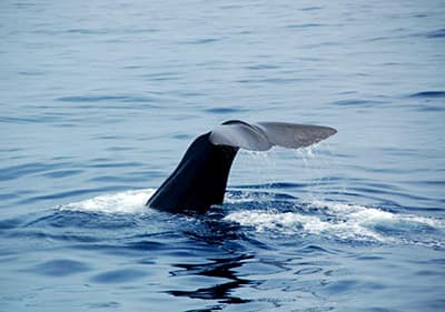 Wal vom Whale-Watch Boot aus in Ligurien