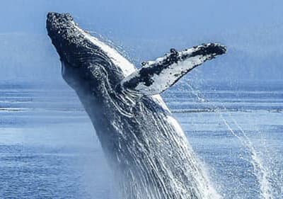 Wal vom Whale-Watch Boot aus