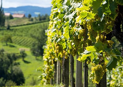 Weinbauern in Ligurien