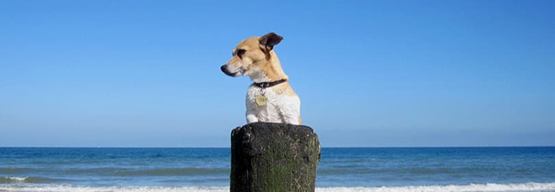 Der Hund geniesst den Strand in Ligurien