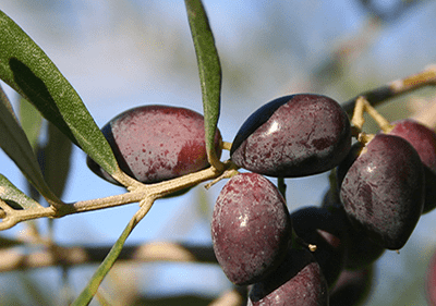 Taggiasca Oliven in Ligurien