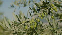 Probieren Sie ligurisches Olivenöl und weitere lokale Spezialitäten